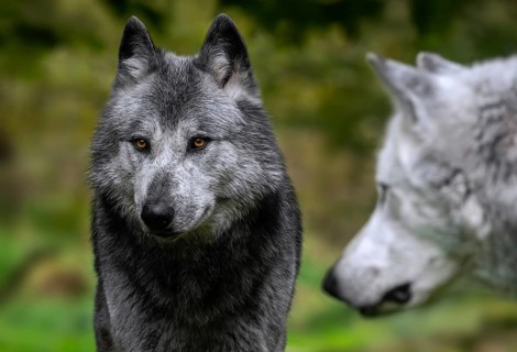 Close-up of two black and white Northwestern wolves, Mackenzie Valley wolf, Canadian, Alaskan