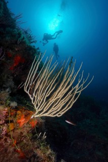 Divers explore a reef with white gorgonian (Eunicella singularis) in deep blue water, dive site Sec