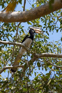 Malabar Hornbill (Anthracoceros coronatus) on a tree in the ruined city of Polonnaruwa, Central