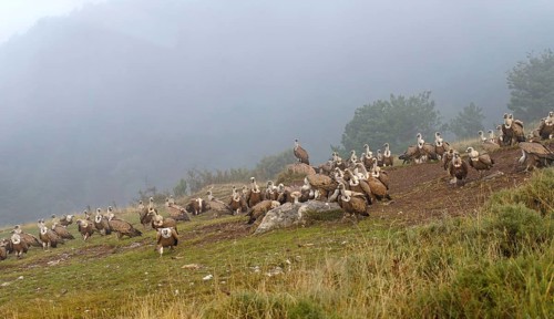 Griffon vulture (Gyps fulvus), group, fog, feeding ground in the Pyrenees, Catalonia, Spain, Europe