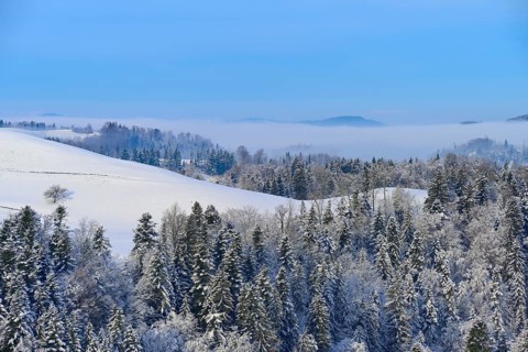 A snowy forest under a blue sky with fog and mountain peaks in the background, Schöningen, Zurich,