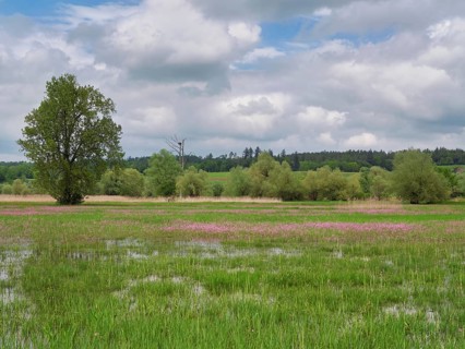 Field of flowering cuckooflower (Silene flos-cuculi), Reussspitz nature reserve, Canton Zug,