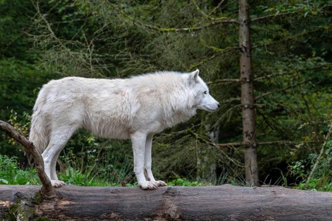 Arctic wolf, white wolf, polar wolf (Canis lupus arctos) native to the High Arctic tundra of