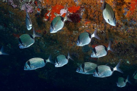 Shoal of silver fish, two-banded bream (Diplodus vulgaris), in front of a coral wall, dive site