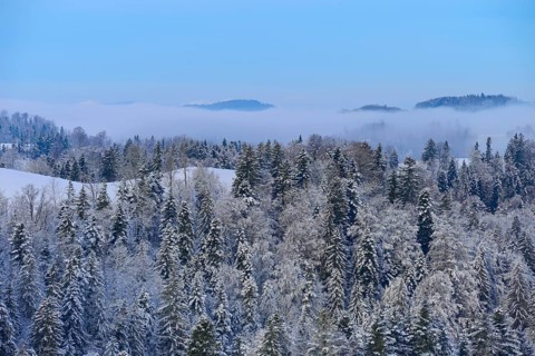 Snowy forest under a blue sky with fog and mountain peaks in the background, Schöningen, Zurich,