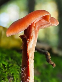 Mushroom Reddish varnish funnel (Laccaria laccata), blurred background, North Rhine-Westphalia,