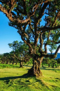 Centuries-old til trees in fantastic magical idyllic Fanal Laurisilva forest on sunset. Madeira