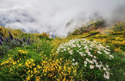 Madeira landscape with daisy and Pride of madeira flowers and blooming Cytisus shrubs and mountains