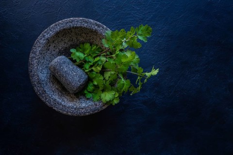 Coriander fresh cilantro in a molcajete mortar and pestle