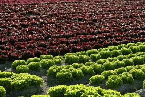 Red little baby lettuce in the fields from spain