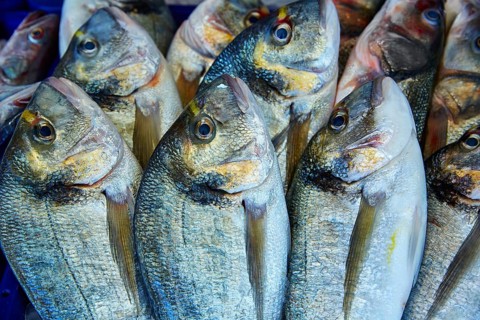 Dorada fish Sparus aurata stacked in a row from Mediterranean sea