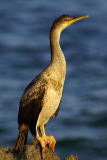 Cormoran (Phalacrocorax aristotelis) .S´Estanyol. Llucmajor.Mallorca.Baleares.España