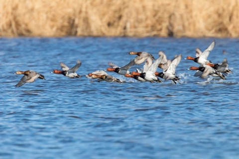 Common Pochard ducks flying over water (Aythya ferina)