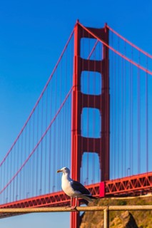 San Francisco Golden Gate Bridge seagull California USA
