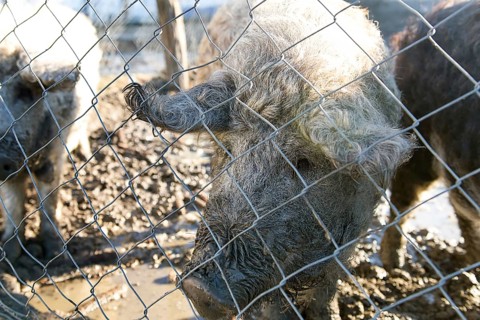 Woolly pig, Mangalitza Curly haired mangalica pig