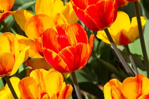 Tulips of the Andre Citroen species on a flowerbed