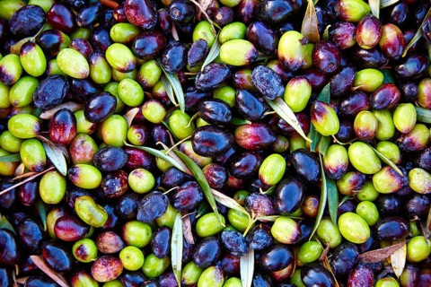 Olives texture in harvest at Mediterranean Spain