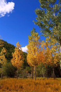 Autumn fall forest with yellow golden poplar trees outdoor nature and blue sky