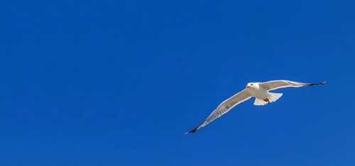 Great black backed gull in flight over the sea