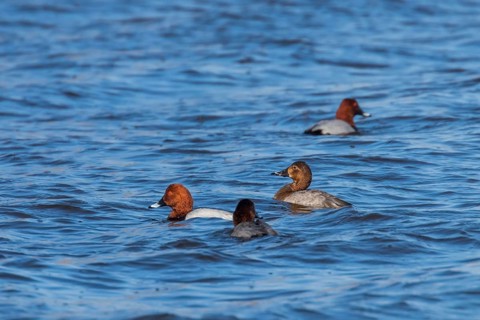 Common Pochard ducks swimming in the lake (Aythya ferina)
