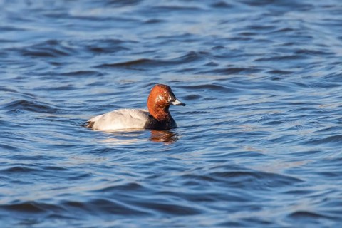 Common Pochard male swimming in the lake (Aythya ferina)