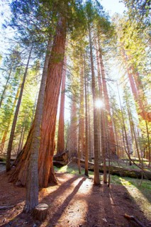 Sequoias in Mariposa grove at Yosemite National Park California