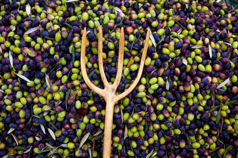 Olives texture in harvest picking with net and wooden fork at Mediterranean