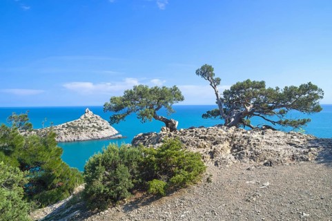 Two old curved relict tree-like juniper (Juniperus excelsa) . on a rock above the sea. Karaul-Oba,
