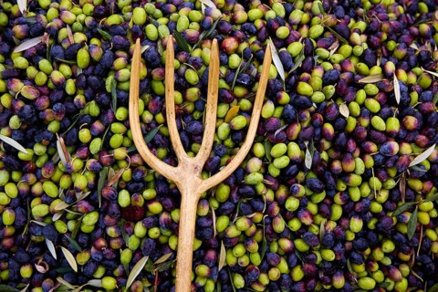 Olives texture in harvest picking with net and wooden fork at Mediterranean