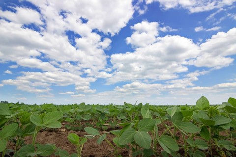Young green soy plants with large leaves grow in the field