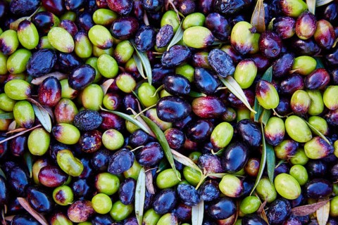 Olives texture in harvest at Mediterranean Spain