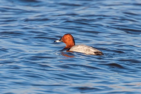 Common Pochard male swimming in the lake (Aythya ferina)