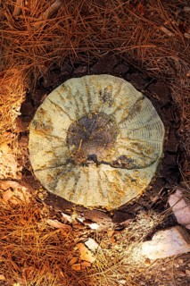 Felled pine tree section cutted detail with dried resin