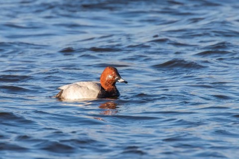 Common Pochard male swimming in the lake (Aythya ferina)