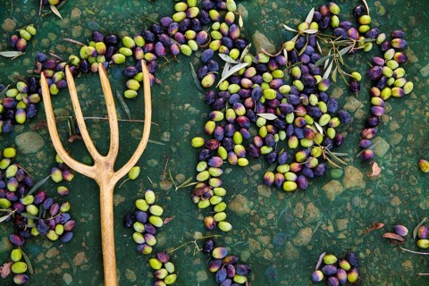 Olives texture in harvest picking with net and wooden fork at Mediterranean