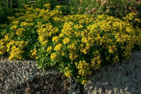 Yellow Phedimus aizoon flowers in the spring