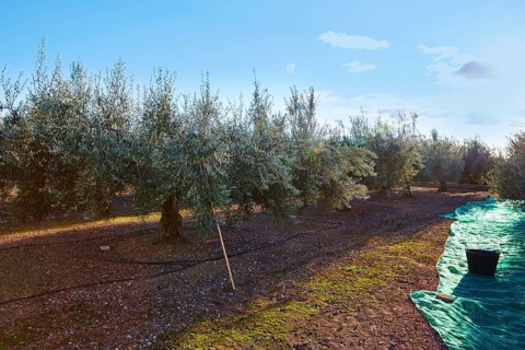 Olives harvest picking with net at Mediterranean in olive trees field