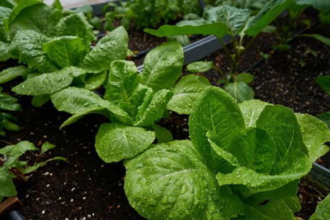 Urban homestead with lettuces after rain drops