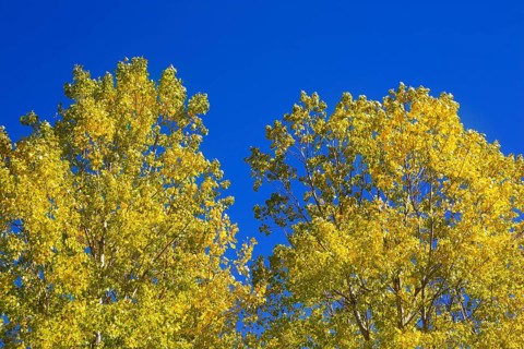Yellow poplar tree leaves detail on blue sky background