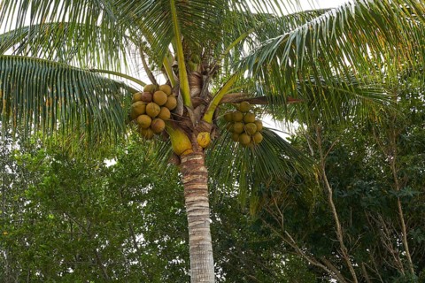Florida Sanibel and Captiva island coconut palm trees in US