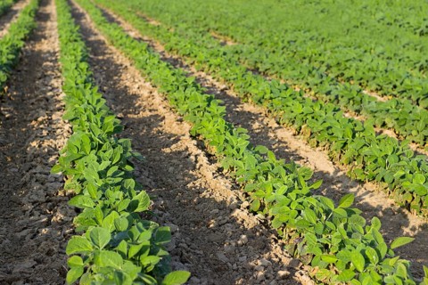 Young green soy plants with large leaves grow in the field