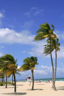 Fort Lauderdale Florida tropical beach with palm trees over blue sky
