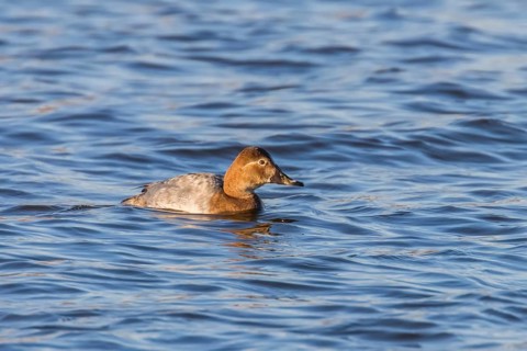 Common Pochard female swimming in the lake (Aythya ferina)