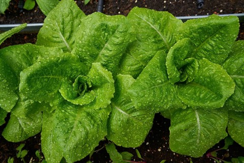 Urban homestead with lettuces after rain drops
