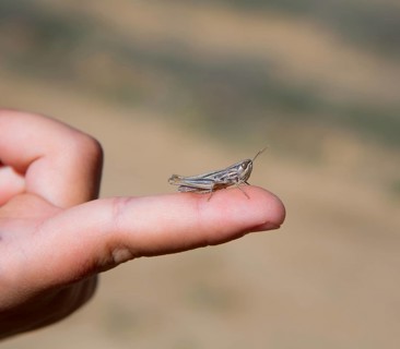 Kid hand holding grasshopper bug macro detail