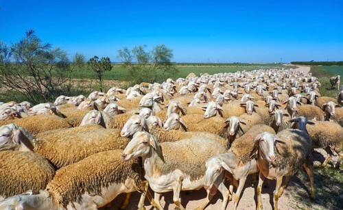Sheeps flock in Castile La Mancha of Spain Albacete