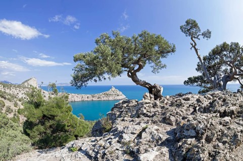 Two old curved relict tree-like juniper (Juniperus excelsa) . on a rock above the sea. Karaul-Oba,
