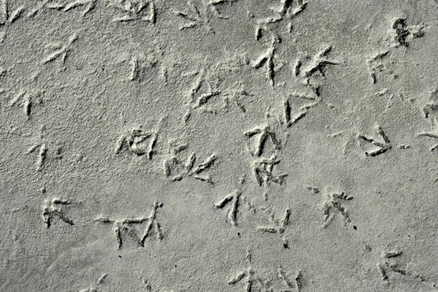 Seagull bird footprint on concrete, pattern gray texture