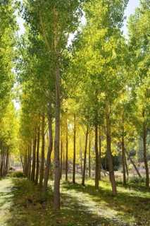 Autumn early fall forest with yellow poplar trees in a row