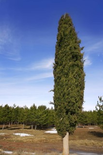 Big cypress in winter pine forest background
